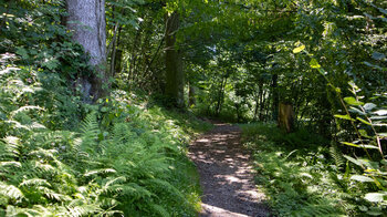 der Wanderweg beim Aufstieg oberhalb von Hausach