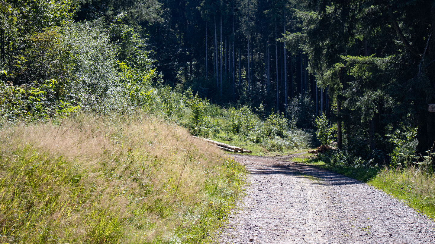 der Westweg führt in dichten Tannenwald