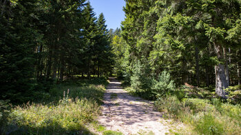 Wegpassage des Westwegs im Nadelwald