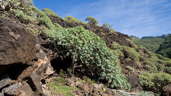 dunkle Lavafelsen mit Vegetation am Barranco de Fernando Porto auf La Palma