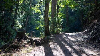 Wanderung durch Wald in der Ravennaschlucht