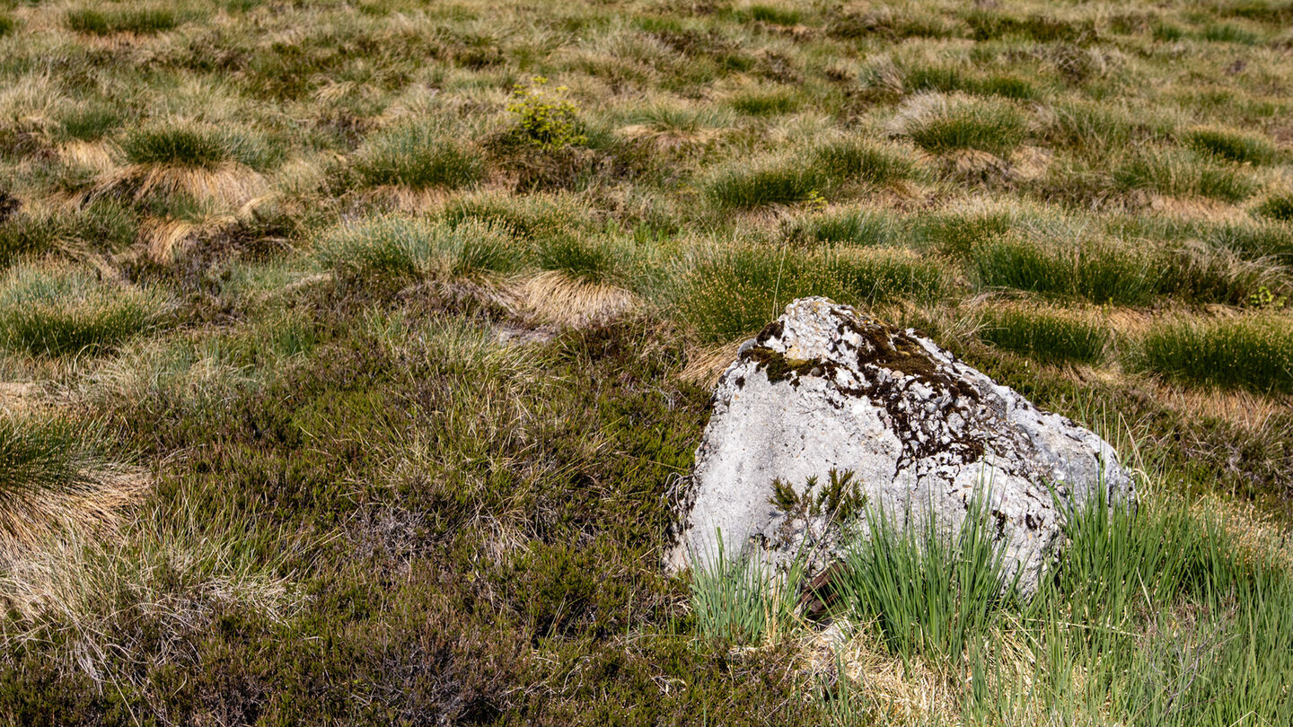 Stein im Hochmoor auf der Hornisgrinde