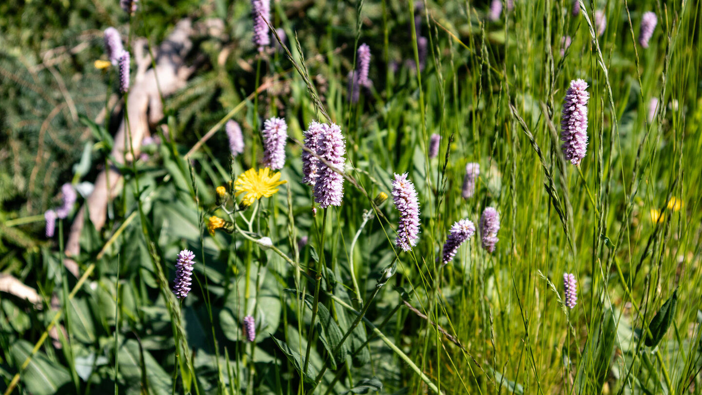 Wildblumen im Hochmoor der Hornisgrinde