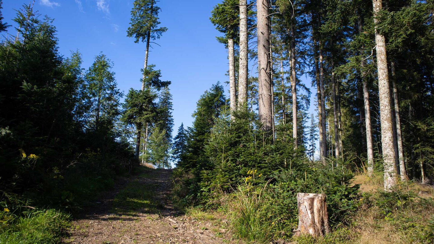 Höhenwanderweg nahe des Piketfelsen