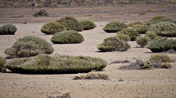 Ginsterbüsche in der Llanos de Ucanca auf Teneriffa