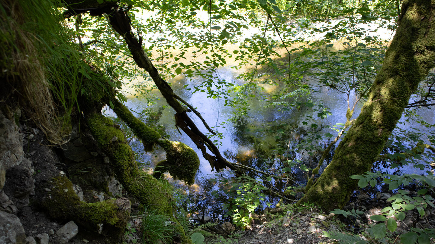 blau schimmernder Bauchlauf der Wutach