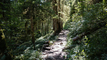 Wanderweg zur Schattenmühle