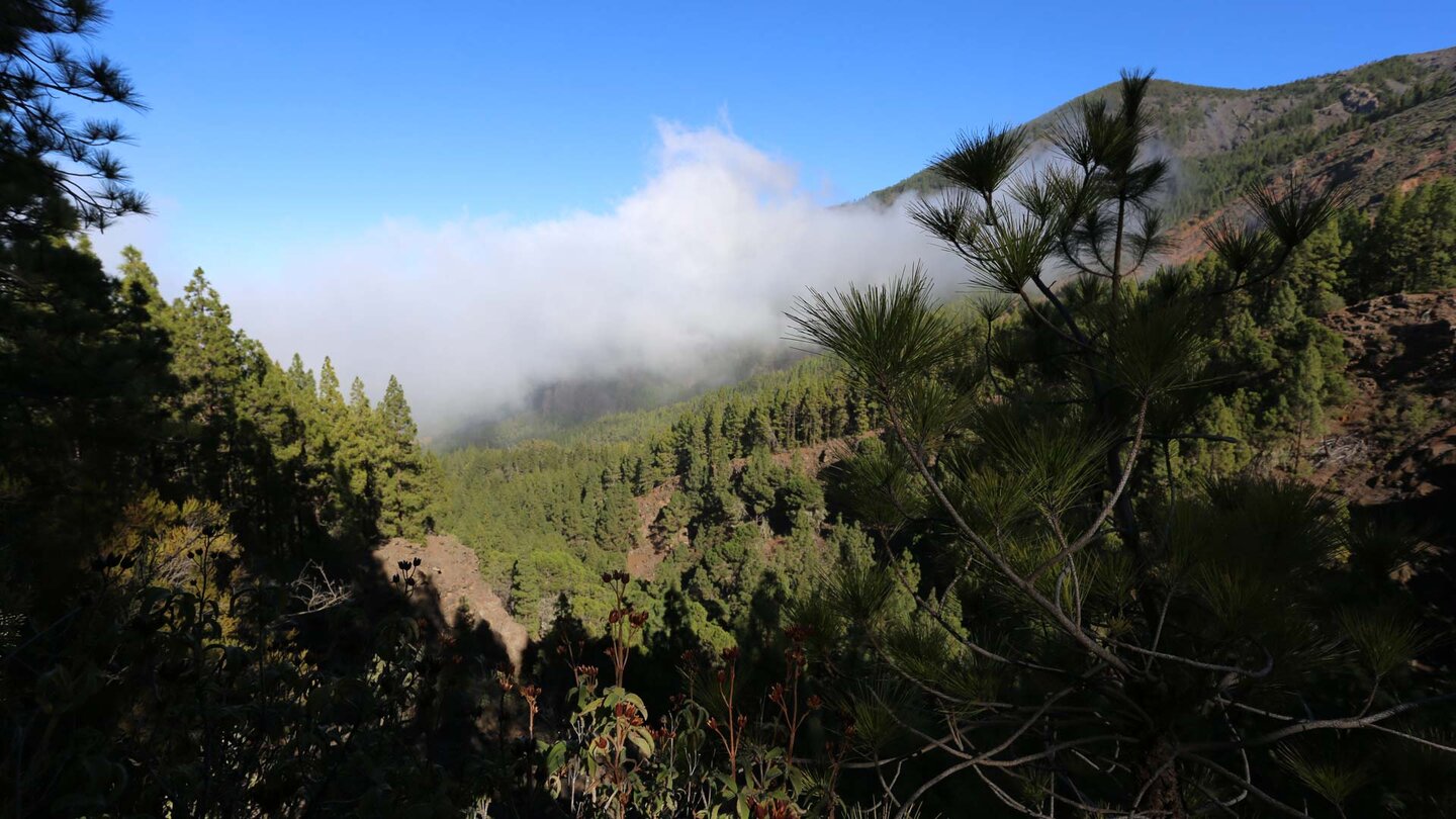 der Kiefernwald der Corona Forestal entlang der Wanderung vom Montaña Limón