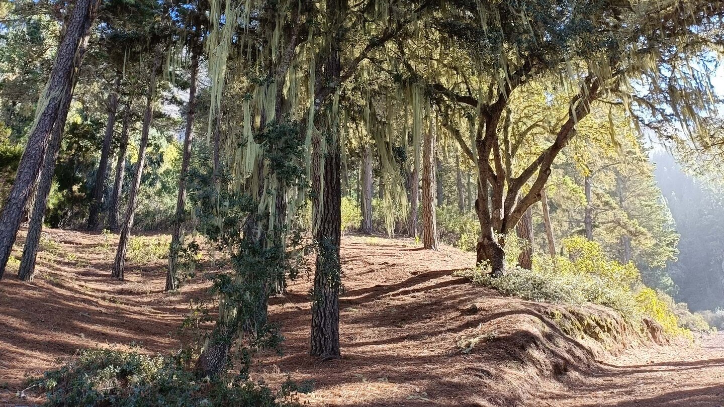 mit Flechten bewachsene Kiefern im Naturpark Corona Forestal