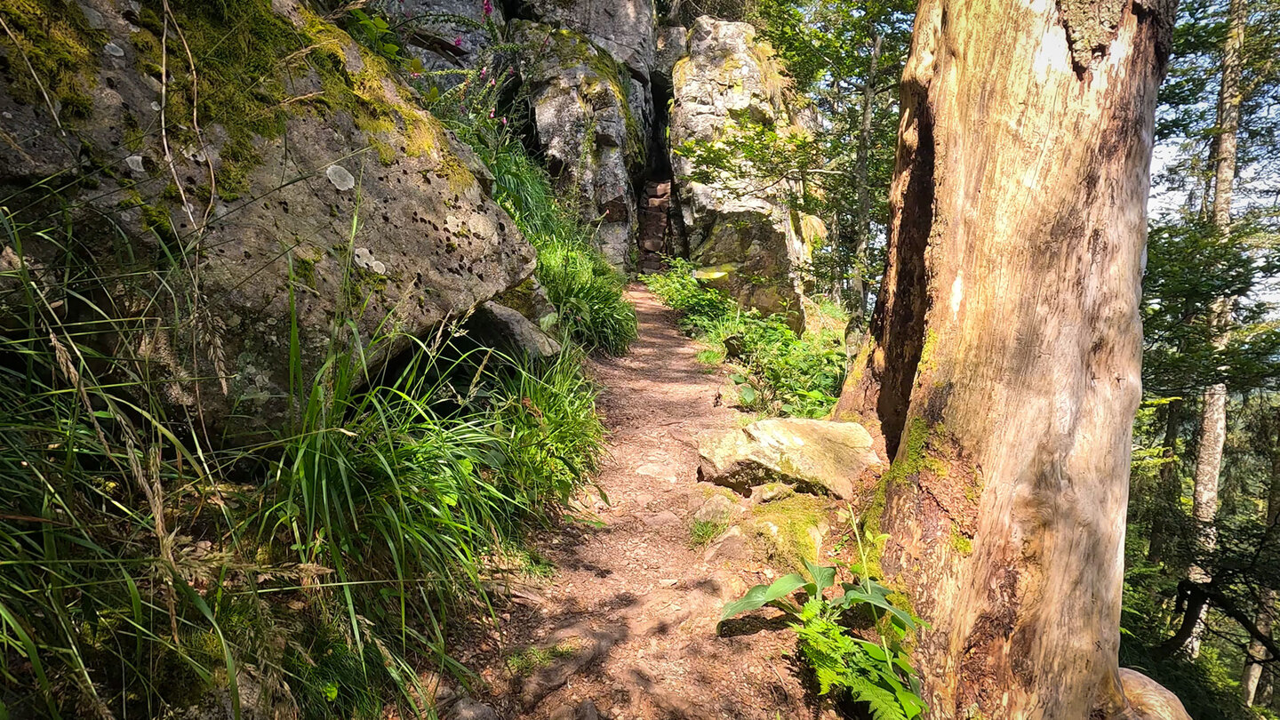 Wanderpfad Sentier des Hirschsteine