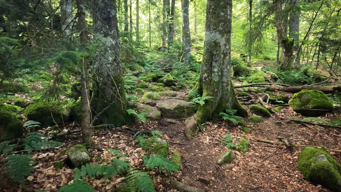 Waldpfad Richtung Baerenbach