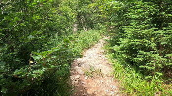 Wanderweg durch Mischwälder