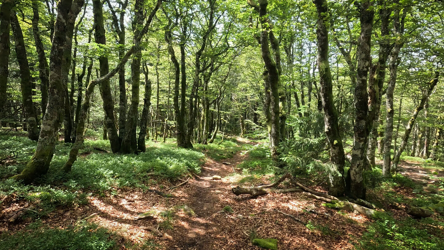 Wurzelpfade durch Buchenwald zum Col de la Schlucht