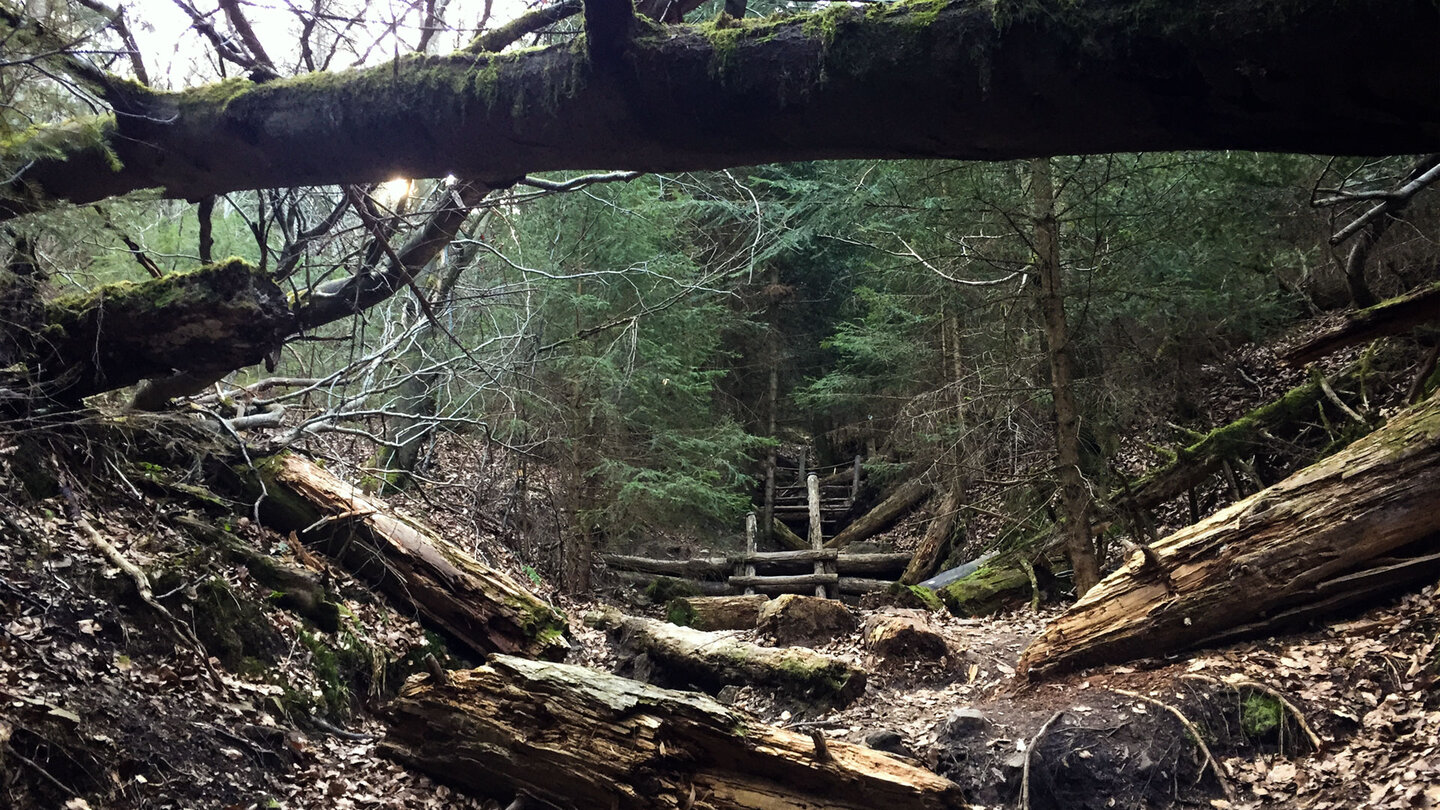 Wanderroute auf dem Wildnispfad bei Plättig