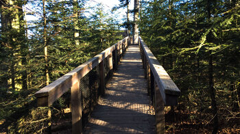 Holzsteg zum Adlerhorst am Wildnispfad