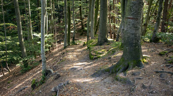 Wanderweg GR 53 zum Zigeunerfelsen