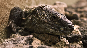 Lagarto gigante sind die Rieseneidechsen von El Hierro