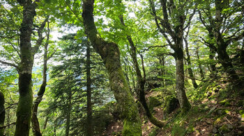 bemooste Wälder am Wanderweg zu den Spitzfelsen