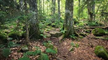 Waldpfad Richtung Baerenbach