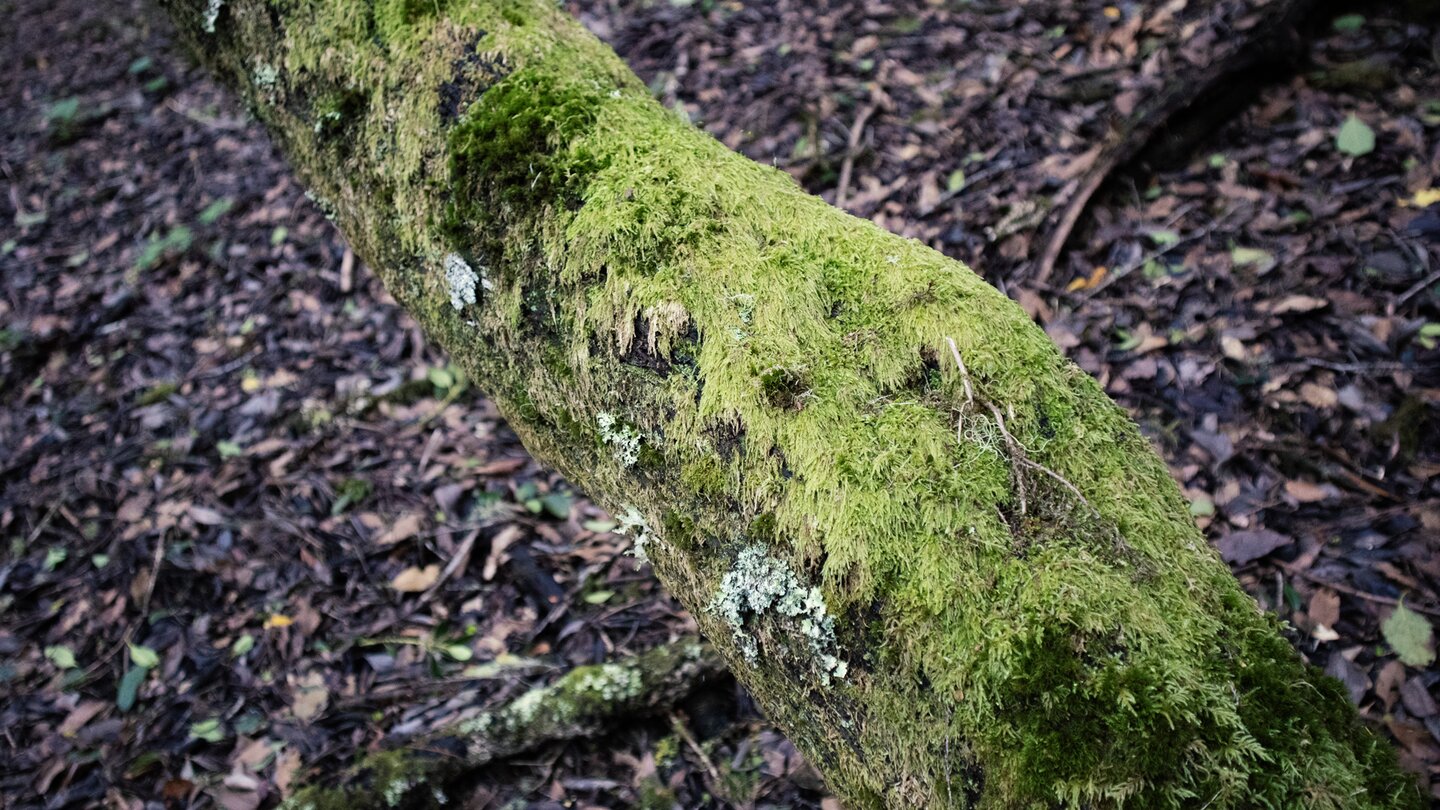 mit Flechten und Moos bewachsener Baumstamm