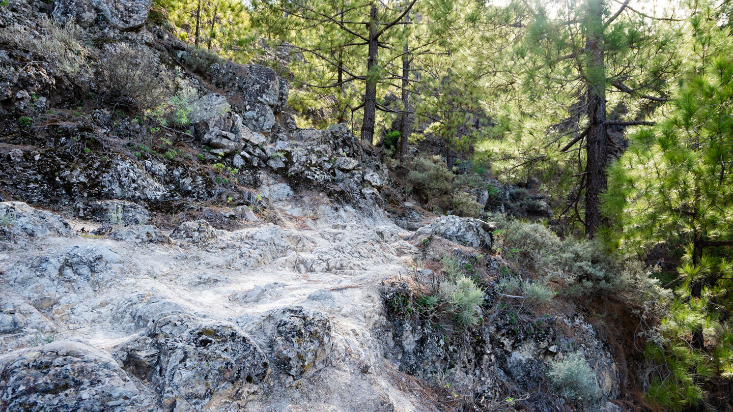 Wanderung durch Kiefernwald Richtung La Culata