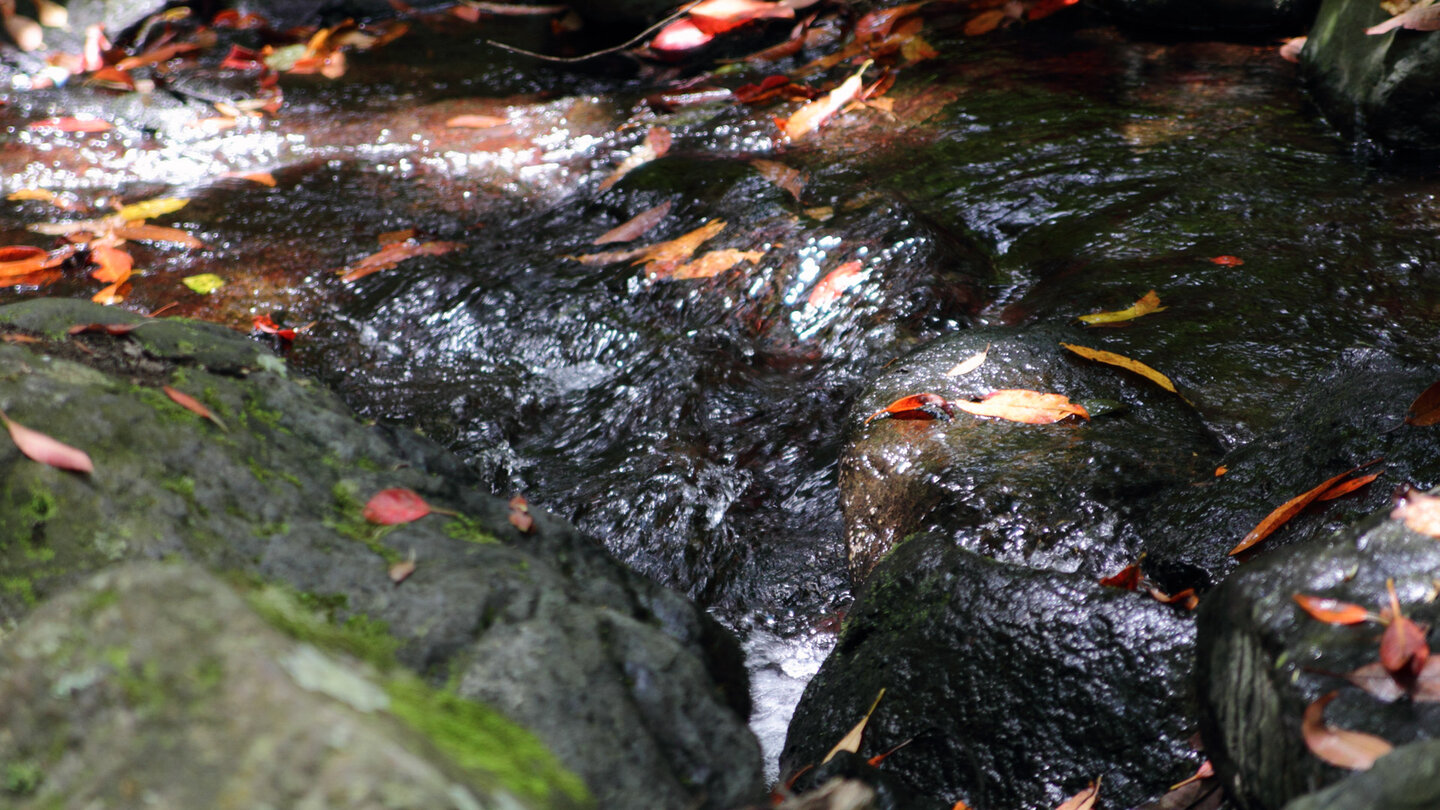 das klare Wasser des El Cedro im Nebelwald auf La Gomera