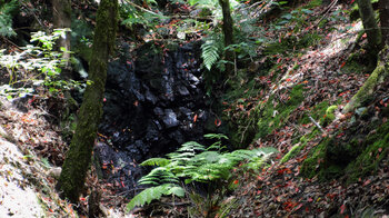 feuchtes Lavagestein am Bach El Cedro im Nebelwald