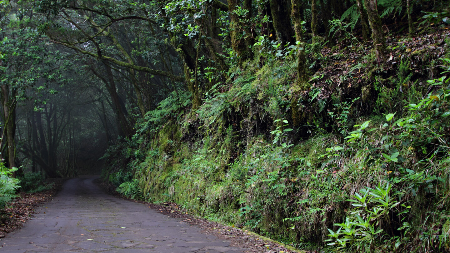 gepflasterte Strasse führt durch den Nebelwald El Cedro auf La Gomera