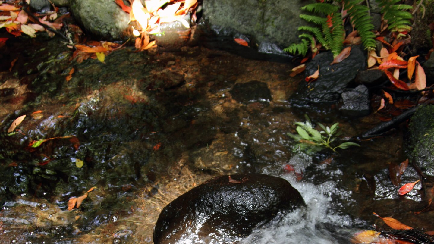 der El Cedro führt kristallklares Wasser durch den gleichnamigen Nebelwald