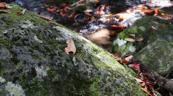 moosbewachsene Steine und Lorbeerlaub im Nebelwald El Cedro