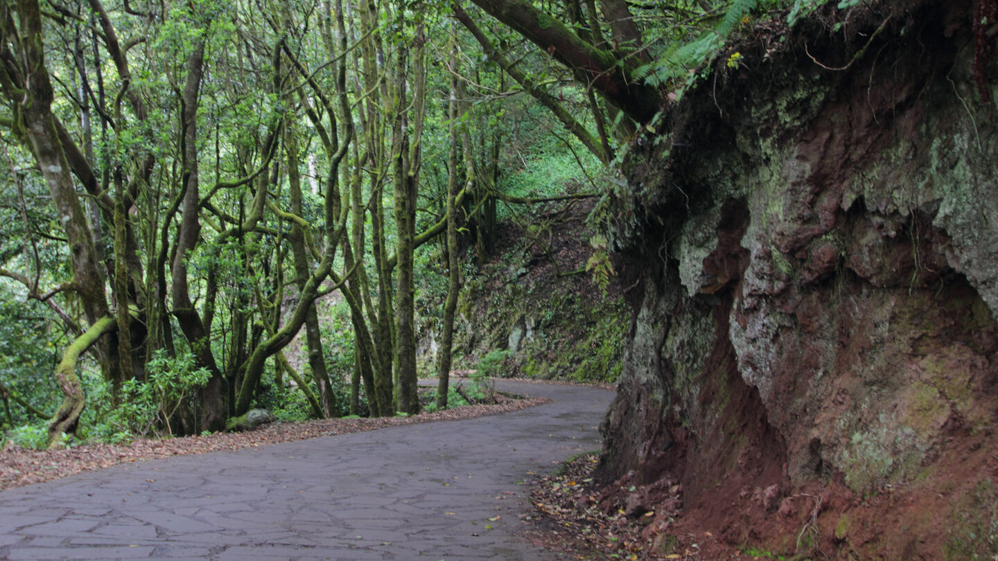 kurvenreiche Straße im Nebelwald El Cedro auf La Gomera