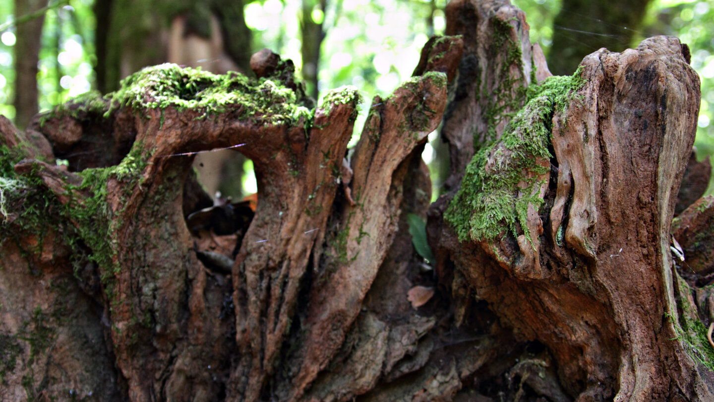 die schönen Formen eines verwitterten Baumstamms im Nebelwald El Cedro