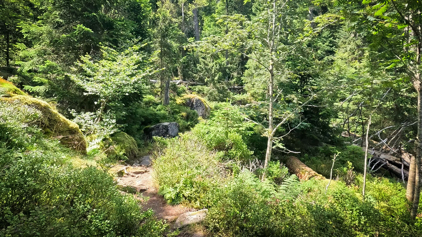 Sentier des Hirschsteine