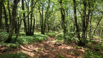 die Tour führt über Wurzelpfade zum Col de la Schlucht