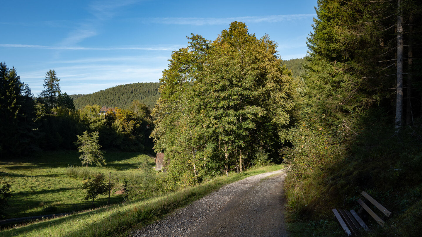 bequemer Wanderweg entlang des auf dem Baiersbronner Erlebnispfads im Tal der Hämmer