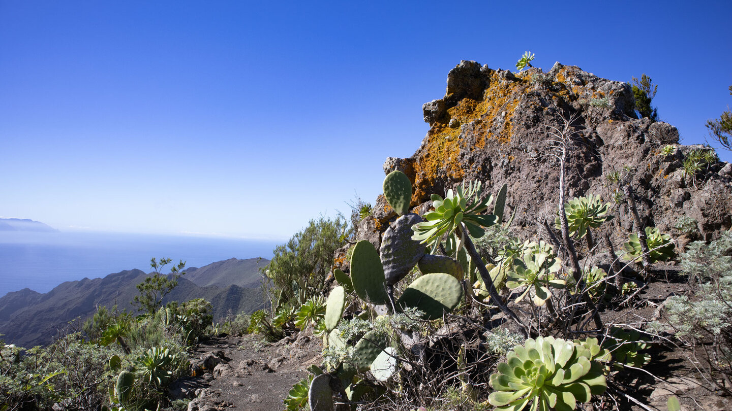 Aeonium-Gewächse und Feigenkakteen an den Felsformationen des Höhenrückens Bolico