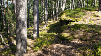 bewaldeter Rücken des Hochstein