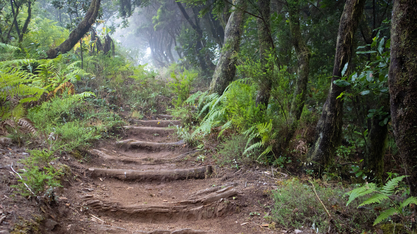 Wanderweg durch den Nebelwald im Nationalpark Garajonay