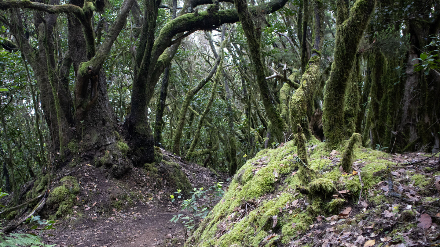 Wanderpfad durch dichten Lorbeerwald