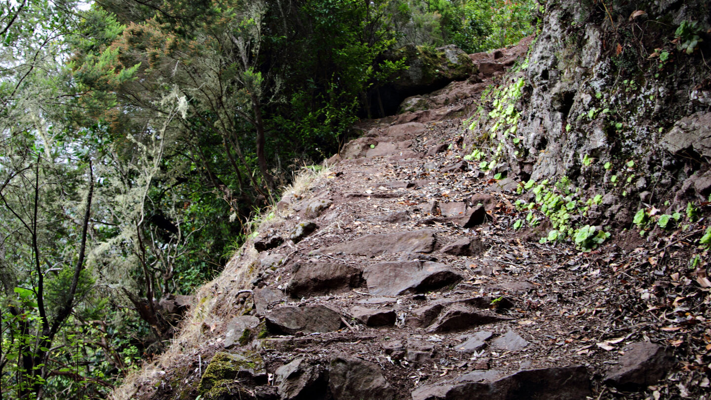 Abstieg durch den Lorbeerwald beim Wasserfall Chorro del Cedro