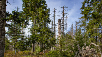 Bannwald am Ruhestein