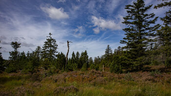 Blick auf Hochmoor am Michael Glaser Weg