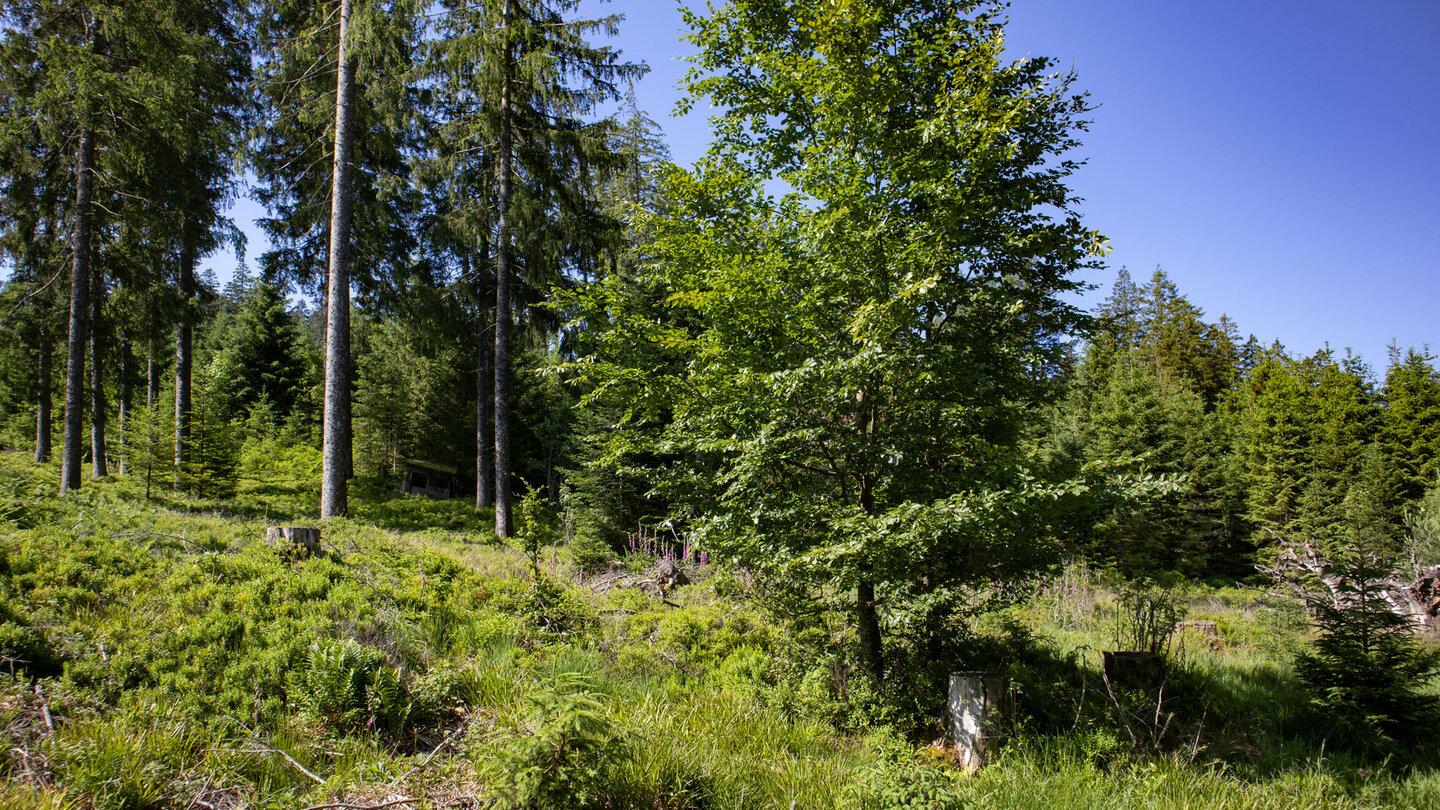 offene Landschaft am Oberlauf des des Bösen Ellbach