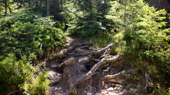 Wurzelpfad zum Buhlbachsee