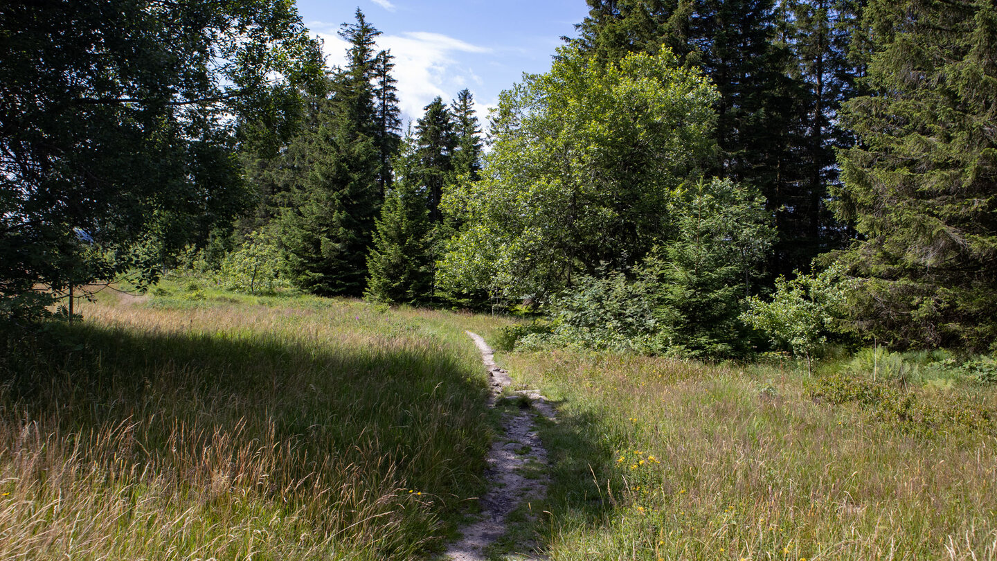 Wiesenpfad in den Höhenlagen des Nördlichen Schwarzwalds