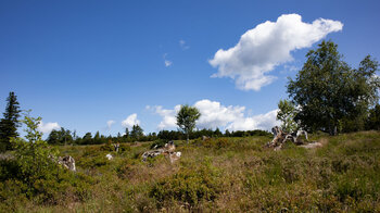 Wanderweg durch die Grindenlandschaft am Schliffkopf