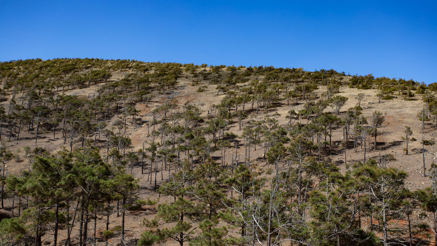 der aufgeforstete Kiefernwald bei El Pinar