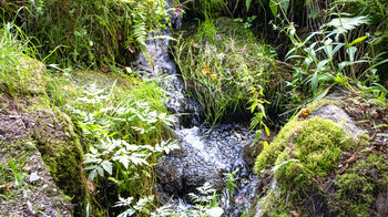 kleiner Wiesenbach bei Ebersbronn