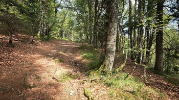 Wanderweg durch Buchenwald