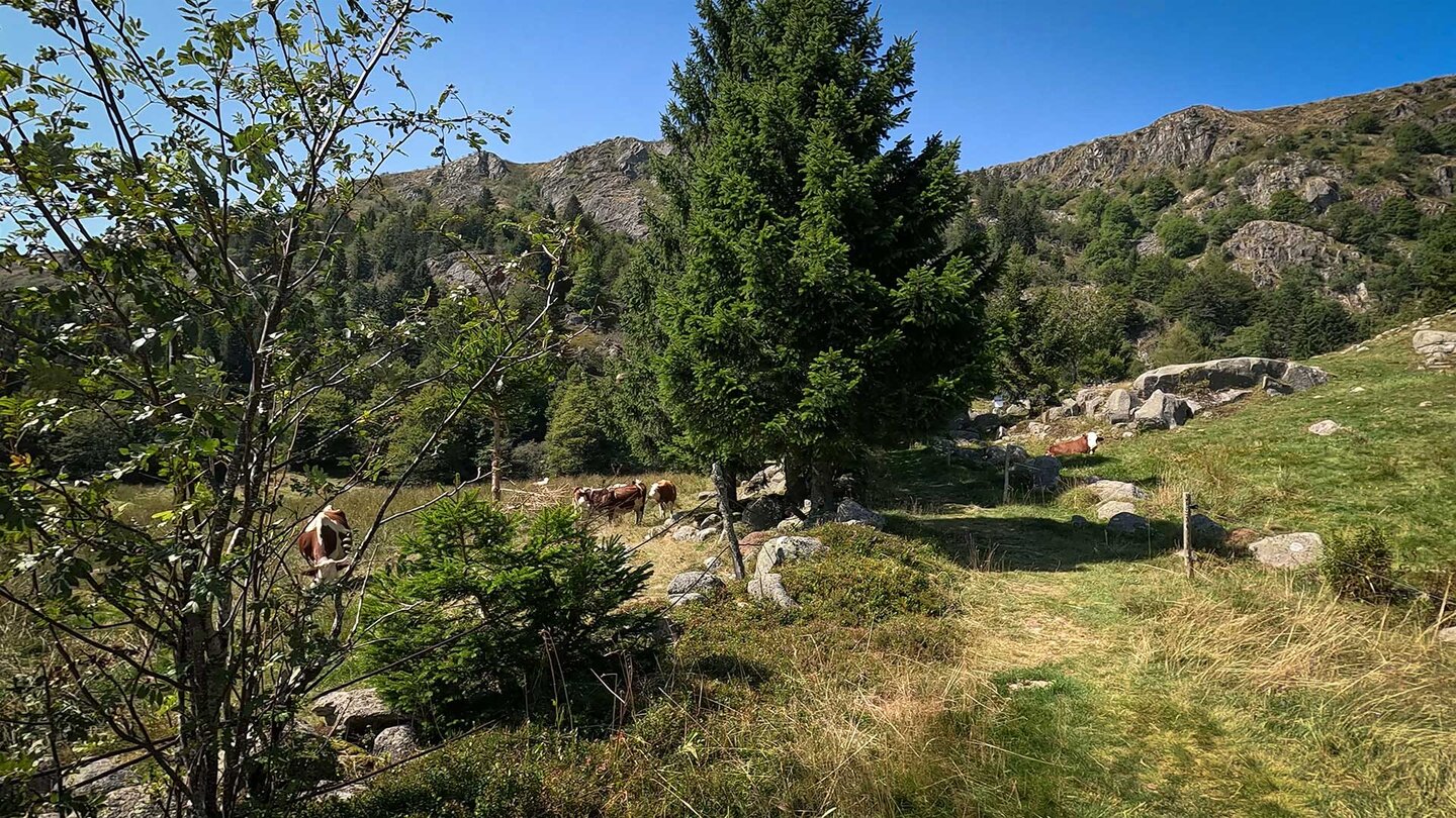 Kuhweiden im Talkessel des Lac du Forlet